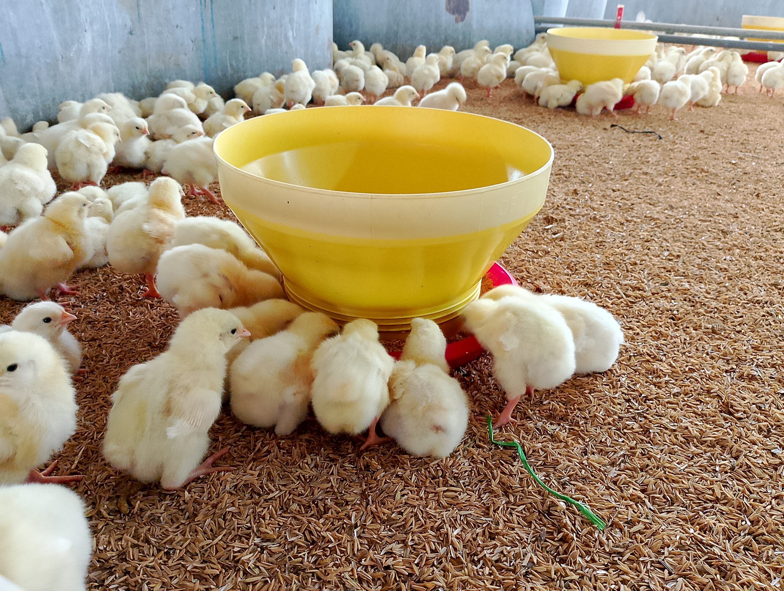 Animal Nutrition